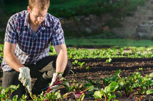 A man wearing a checked shirt and gardening gloves is kneeling in a well-maintained garden with freshly cultivated soil, tending to a row of green vegetable plants that display red stems and broad leaves. The garden features neat, parallel beds with dark, rich soil and vibrant green foliage, possibly in a back garden or outdoor space in Pinner. In the background, there are mature trees and a grassy lawn that extends beyond the planting beds, indicating a spacious and landscaped environment. The scene is illuminated by natural sunlight, suggesting a clear day with warm weather, ideal for outdoor gardening activities. The garden shows signs of careful maintenance by a professional gardening service, with a focus on vegetable cultivation and landscape quality, aligning with the services offered by Landscapers Pinner for garden renovation and outdoor care.