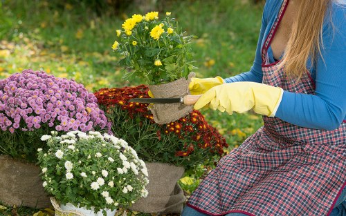 A gardener wearing yellow waterproof gloves and a blue long-sleeve top with an apron working outdoors in a lush garden. The scene features a variety of flowering plants, including a large purple chrysanthemum, a white flowering shrub, and a pot of yellow blooms. The gardener is holding pruning shears near a red flowering plant, possibly preparing for trimming. The garden includes a well-maintained grassy area, with a backdrop of green foliage and other garden plants. The natural lighting suggests a bright day with clear weather, highlighting the vibrant colours and textures of the garden elements. This scene exemplifies professional gardening and outdoor maintenance work, aligned with landscaping services in the Pinner area, and subtly supports the themes of recycling and sustainability through careful plant care and garden preservation.