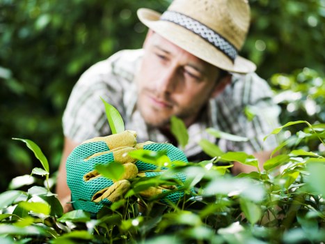 A man wearing a straw hat and gardening gloves is carefully pruning a lush green hedge in a well-maintained garden, with dense foliage and various plants visible in the background. The hedge features small, glossy leaves, and the gardener is using his hands to trim the top, ensuring a neat and even appearance. The surrounding garden includes a grassy lawn area with a rich, dark green colour, bordered by a paved pathway or patio area partially visible at the edges of the image. The environment appears to be outdoors on a clear day, with natural light illuminating the scene and highlighting the vibrant tones of the plants. The focus on hedge maintenance aligns with essential gardening and landscaping services, consistent with the offerings of Landscapers Pinner, serving gardens in the Pinner area within the postcode district. This detailed observation underscores the importance of precise plant care and garden tidiness within professional outdoor space management.