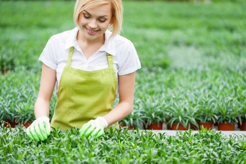 A young woman with short blonde hair is working in a lush green garden, wearing a white shirt, a lime green apron, and matching gardening gloves. She is tending to dense rows of small, leafy plants that cover the foreground, with the plants arranged neatly in parallel lines. Behind her, the garden extends with more greenery, possibly including larger bushes or shrubs, and a wooden or brick border can be faintly seen along the edge of the garden beds. The lighting indicates a bright day with natural sunlight illuminating the scene, and the overall environment appears well-maintained, indicative of professional gardening or landscaping work typical of a residential or commercial outdoor space in Pinner or surrounding areas. The image reflects a clean, orderly garden layout with a focus on plant care, fitting well within gardening services on the Landscapers Pinner website.
