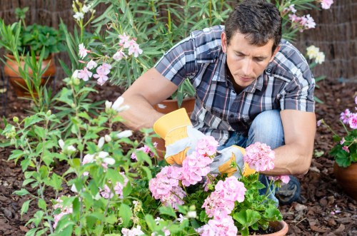 A man wearing a plaid shirt and jeans is kneeling in a garden, tending to a flower bed with pink and white blossoms. The garden features a variety of plants, including lush green foliage, flowering shrubs, and potted plants in the background. The soil appears well-maintained and mulched, with a neat arrangement of plants along the edge of a paved or gravel pathway. The garden's natural lighting suggests a partly cloudy day, emphasizing the vibrant colours of the flowers and greenery. This outdoor space, situated in a residential area within Pinner, showcases a landscaped yard that is ideal for garden maintenance and planting services provided by Landscapers Pinner, supporting local gardening and landscaping needs.