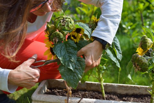 A close-up view of a gardener's hands tending to a potted plant with large, dark green leaves and yellow flowers, situated in a rectangular garden planter. The gardener, partially visible, wears a white long-sleeved shirt and red trousers, working in a lush outdoor space with vibrant greenery in the background, including tall plants and foliage. The scene appears to be set on a bright, sunny day, with natural light illuminating the garden area, emphasizing the healthy leaves and blooming yellow flowers. The detailed environment suggests a well-maintained residential garden in Pinner, with careful attention to plant care and outdoor aesthetics, aligning with gardening and landscaping services offered by companies such as Landscapers Pinner.